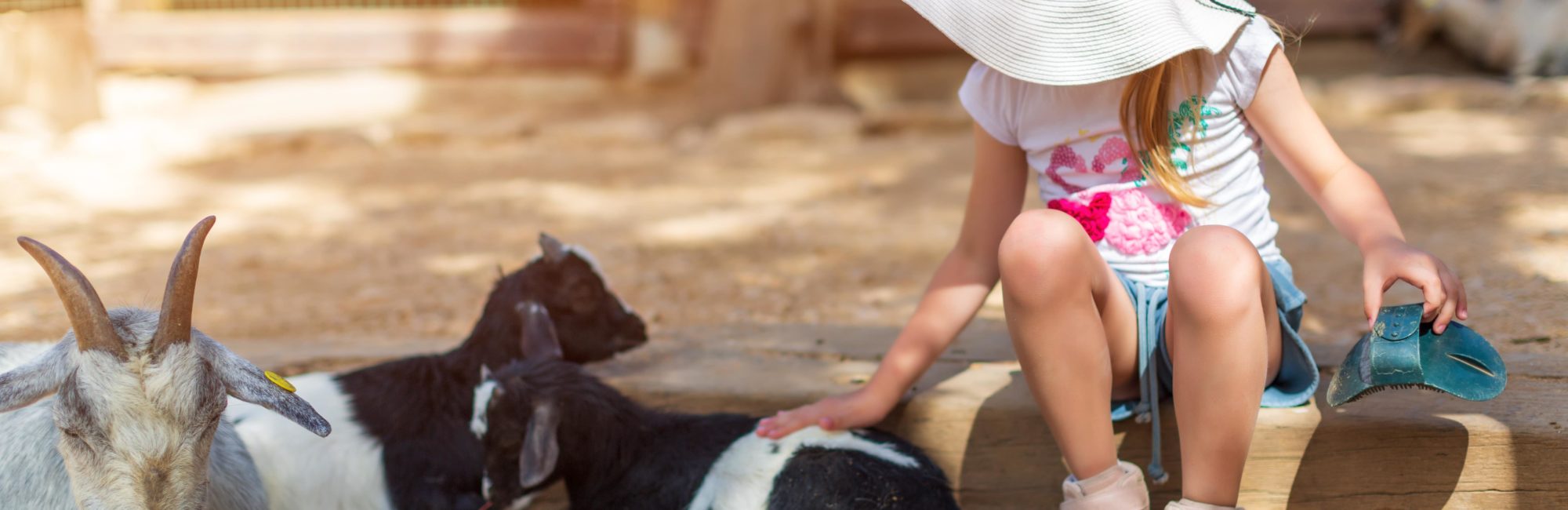 Young girl feeding goats