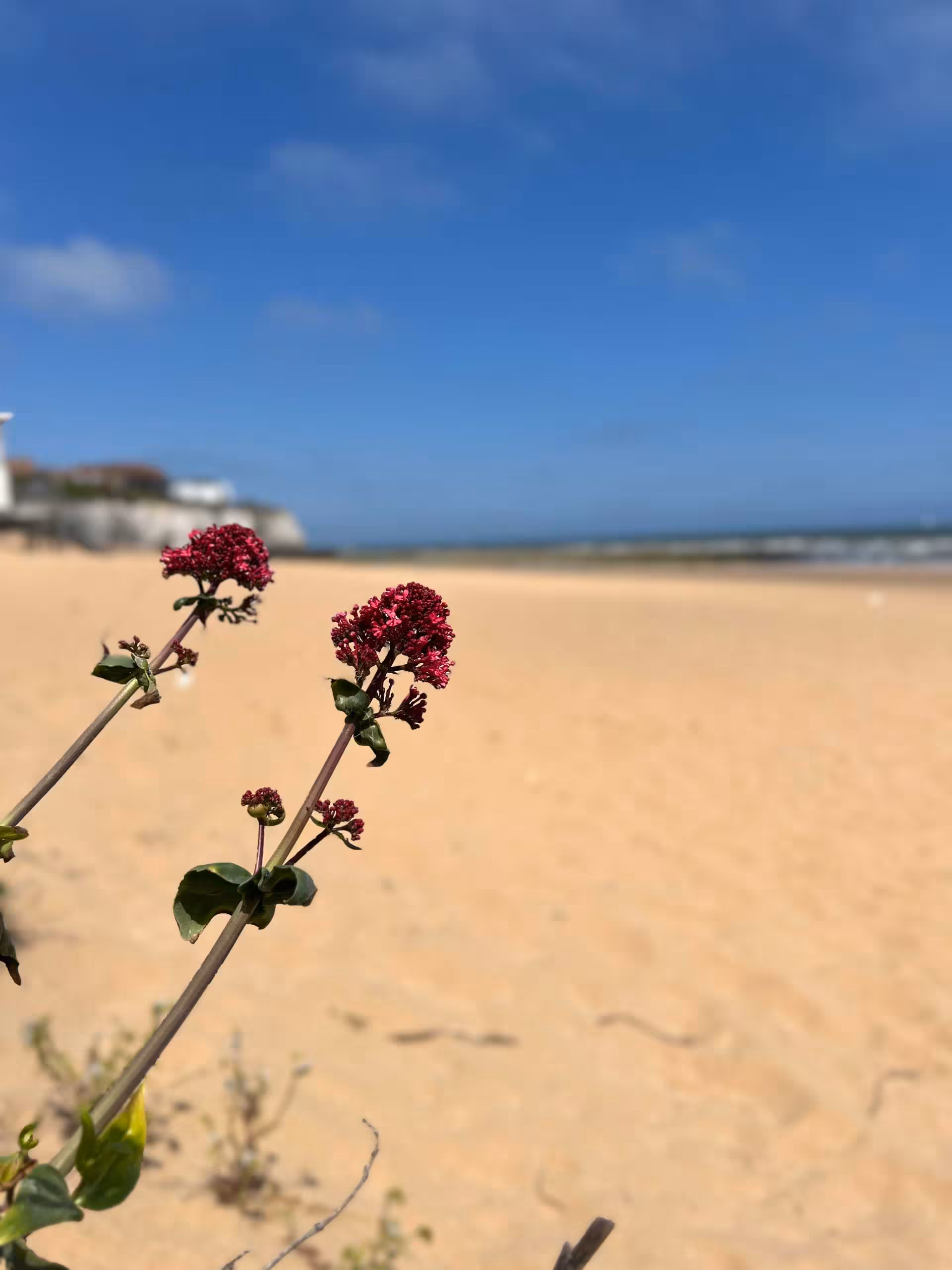 Close-up of vibrant red flowers against a wide, sandy beach and blue sea under a clear sky.